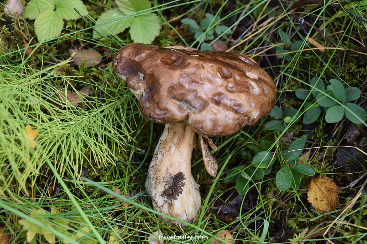Mushroom in Skaftafell National Park in Iceland