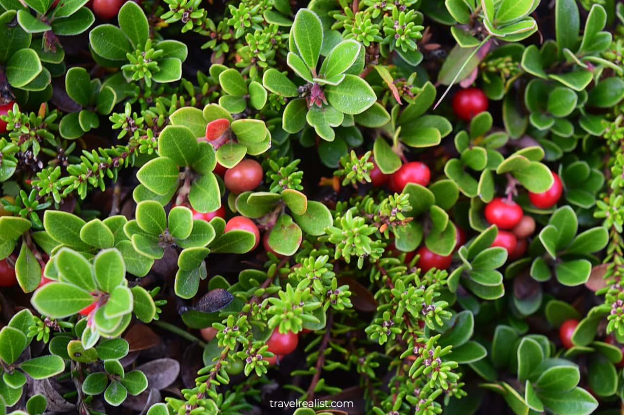 Cranberries in Skaftafell National Park in Iceland