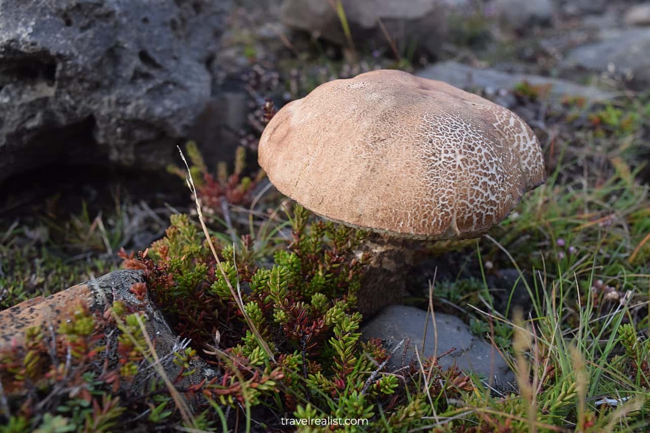 Mushroom near trail in Skaftafell National Park in Iceland