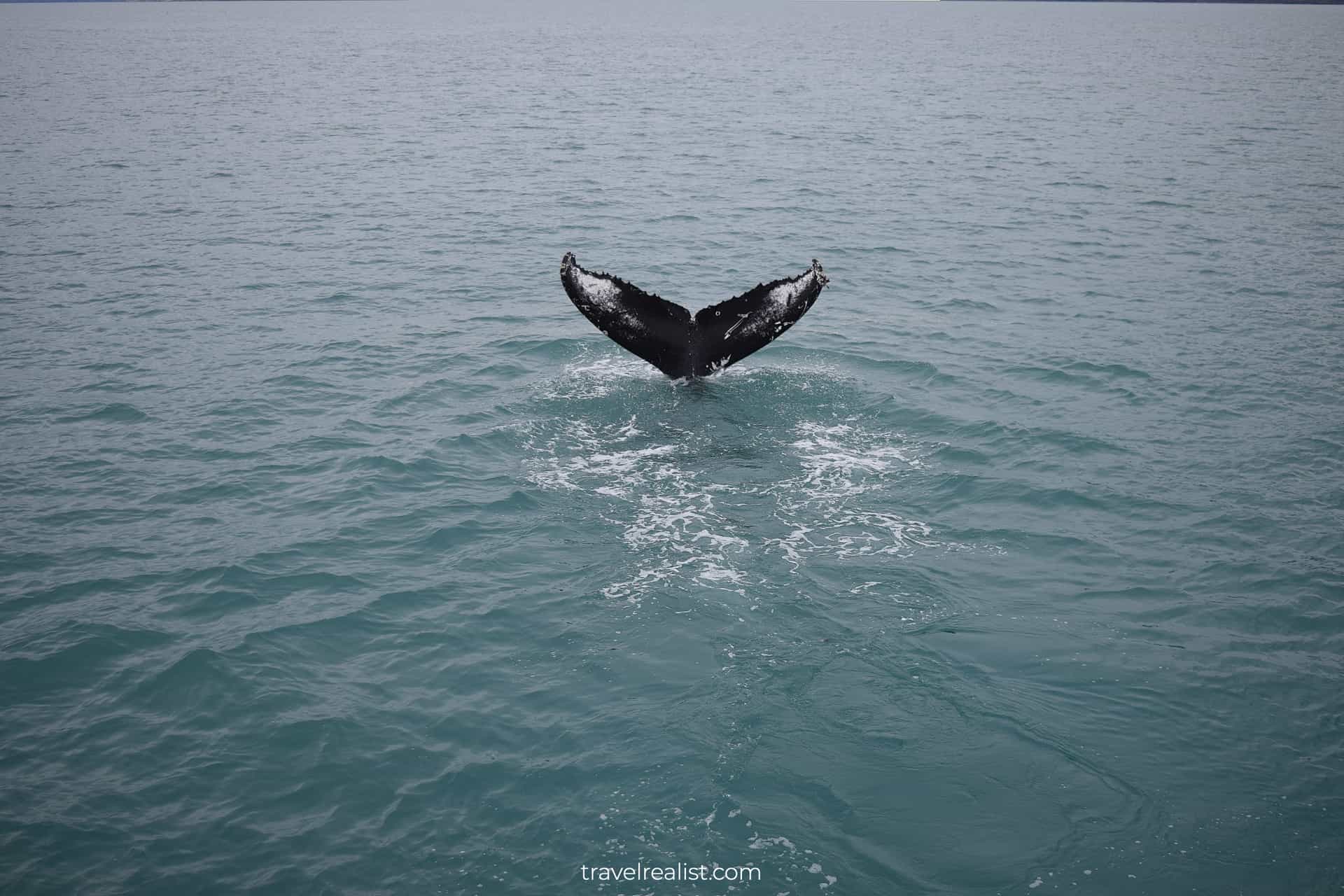 Whale fluke as seen on Whale Watching Iceland tour in Akureyri