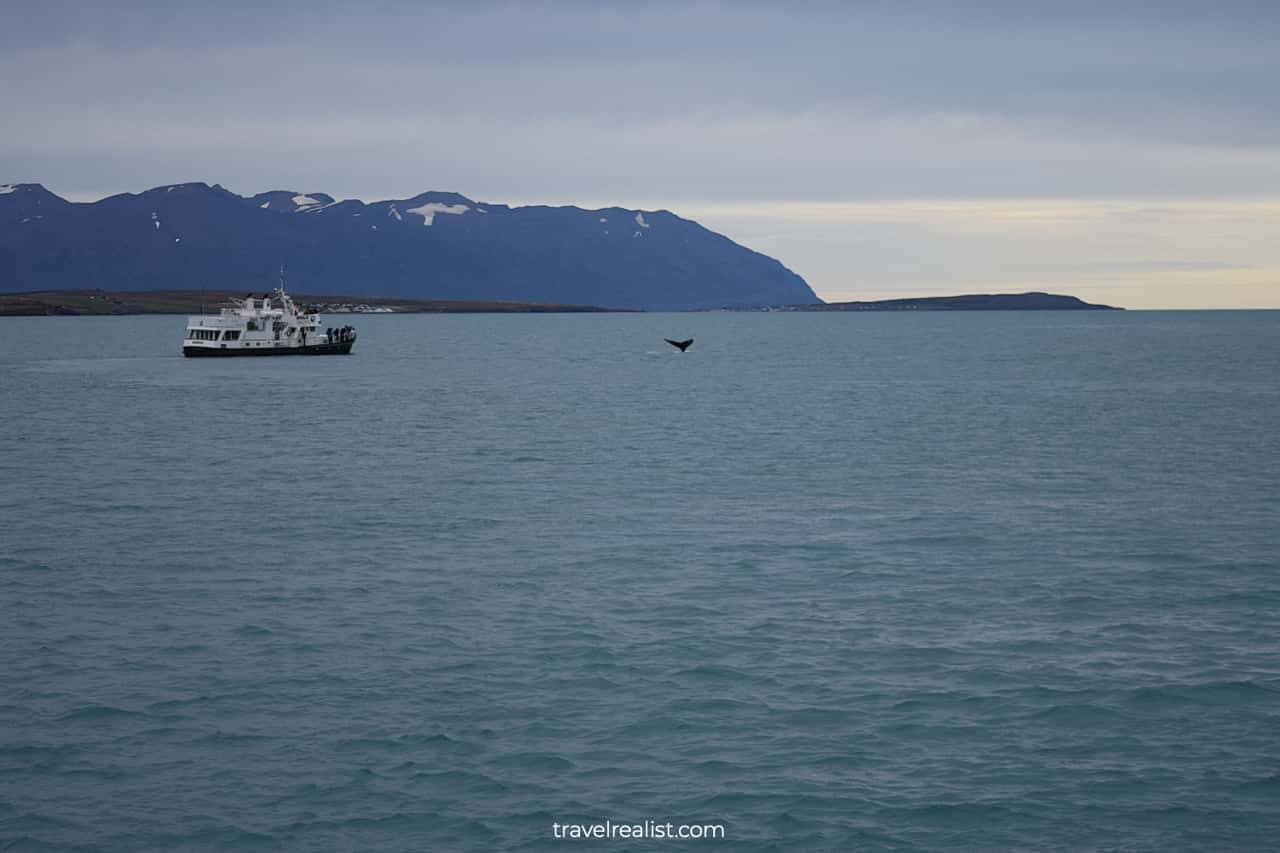 Whale fluke and boat in fjord on whale watching Iceland tour in Akureyri