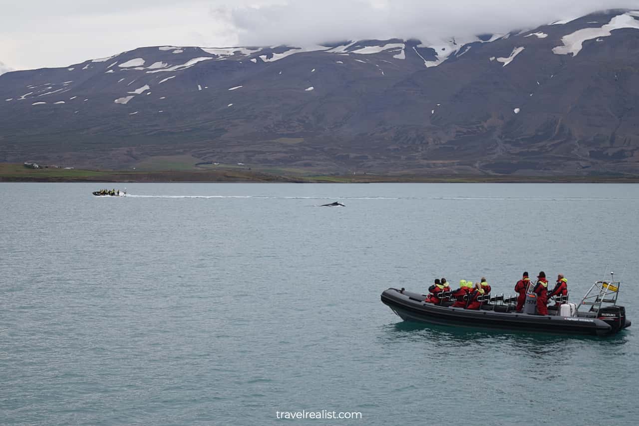 Whale and boats on whale watching Iceland tour in Akureyri