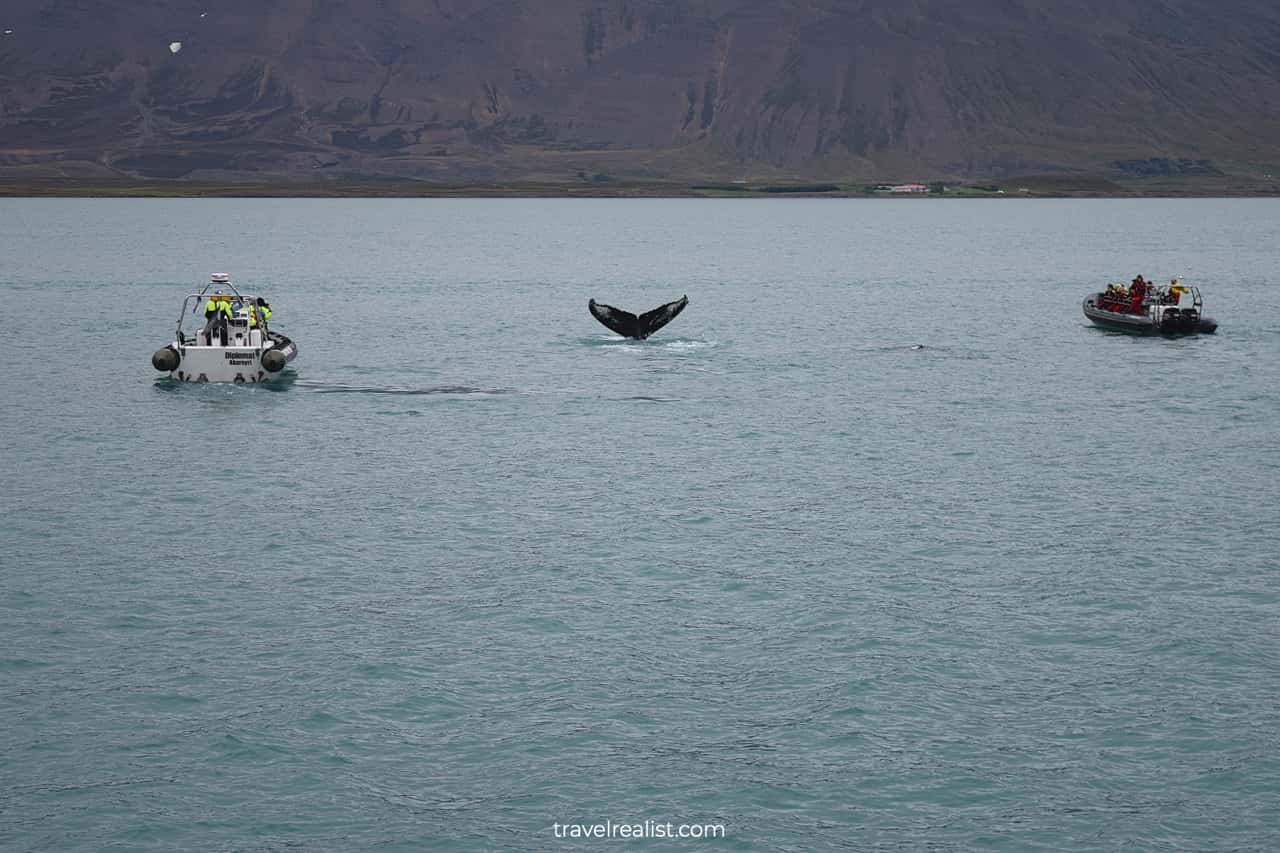 Fluke and two motor boats on whale watching Iceland tour in Akureyri