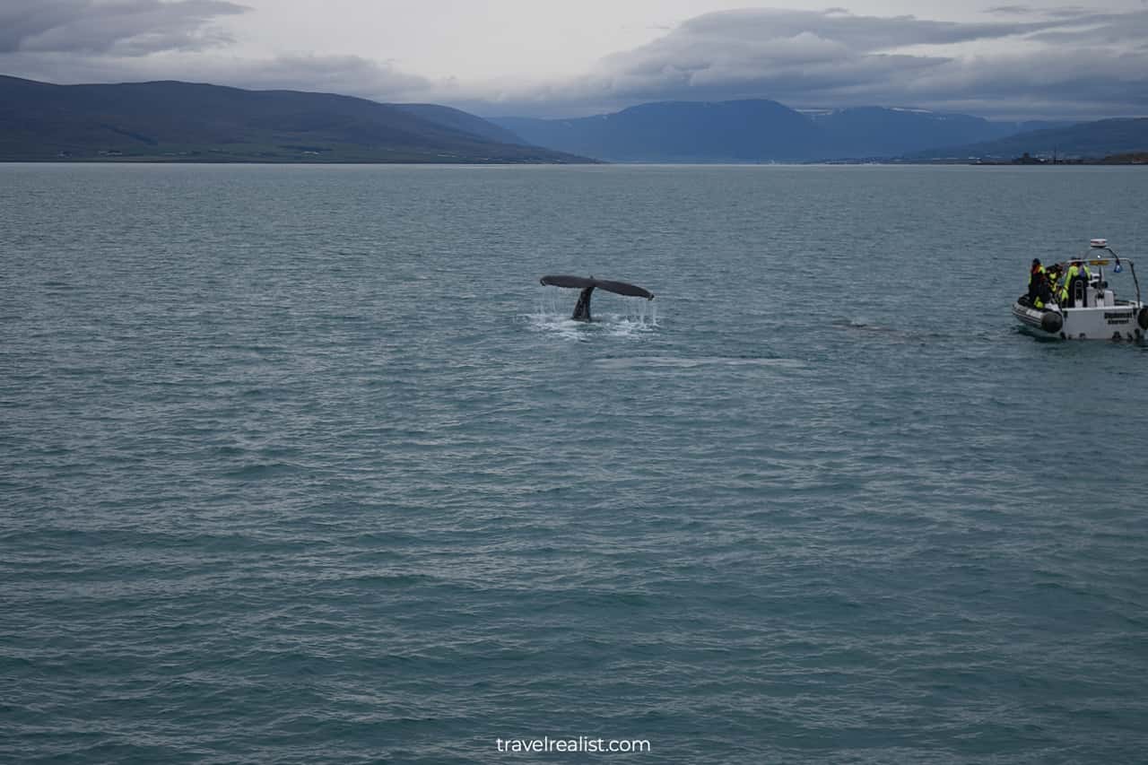 Whale fluke and motor boat on whale watching Iceland tour in Akureyri