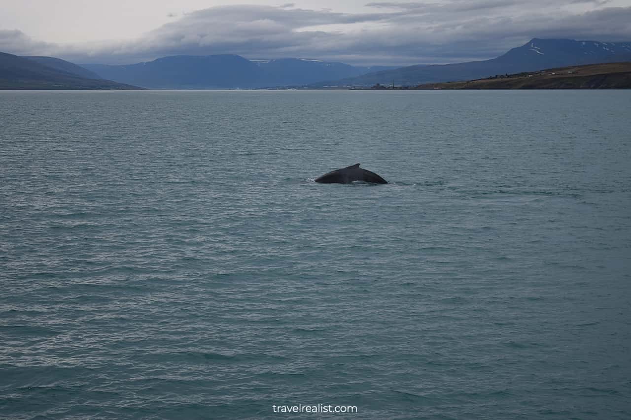 Whale going for dive on whale watching Iceland tour in Akureyri
