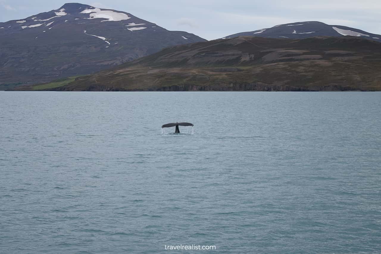 Whale fluke on whale watching Iceland tour in Akureyri