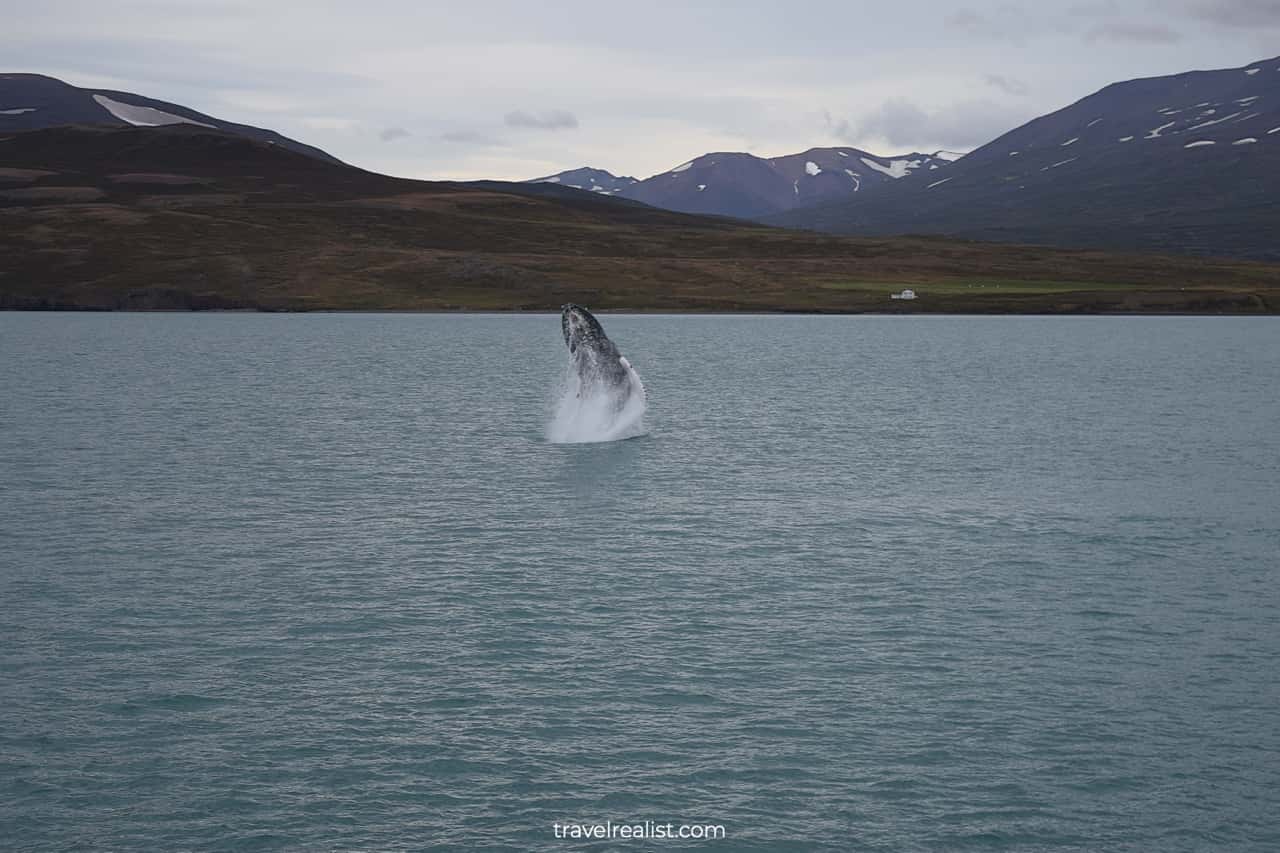 Whale jump on whale watching Iceland tour in Akureyri