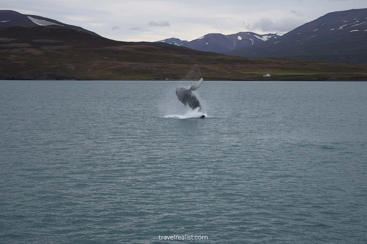 Whale jumping out of water on whale watching Iceland tour in Akureyri