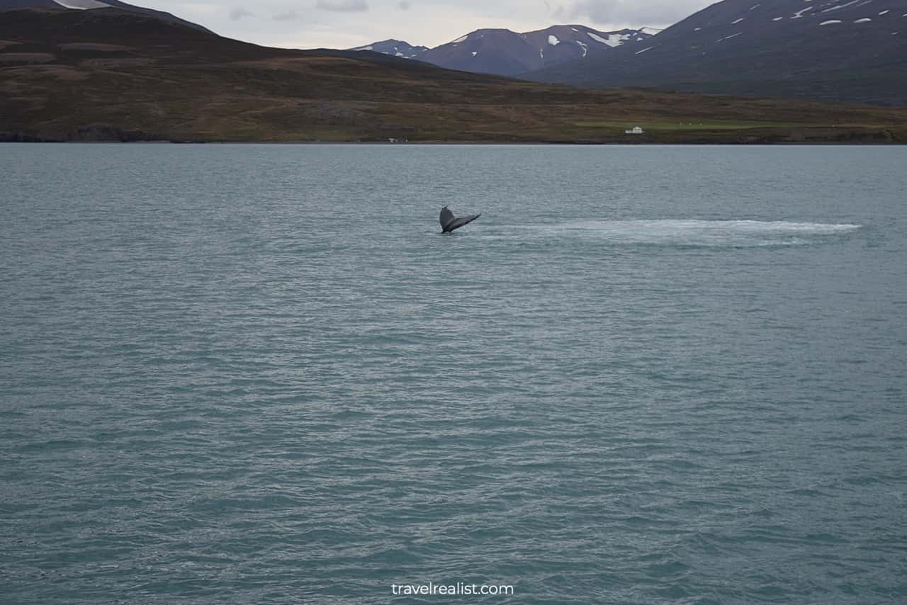 Whale fluke in Eyjafjörður fjord in Akureyri, Iceland