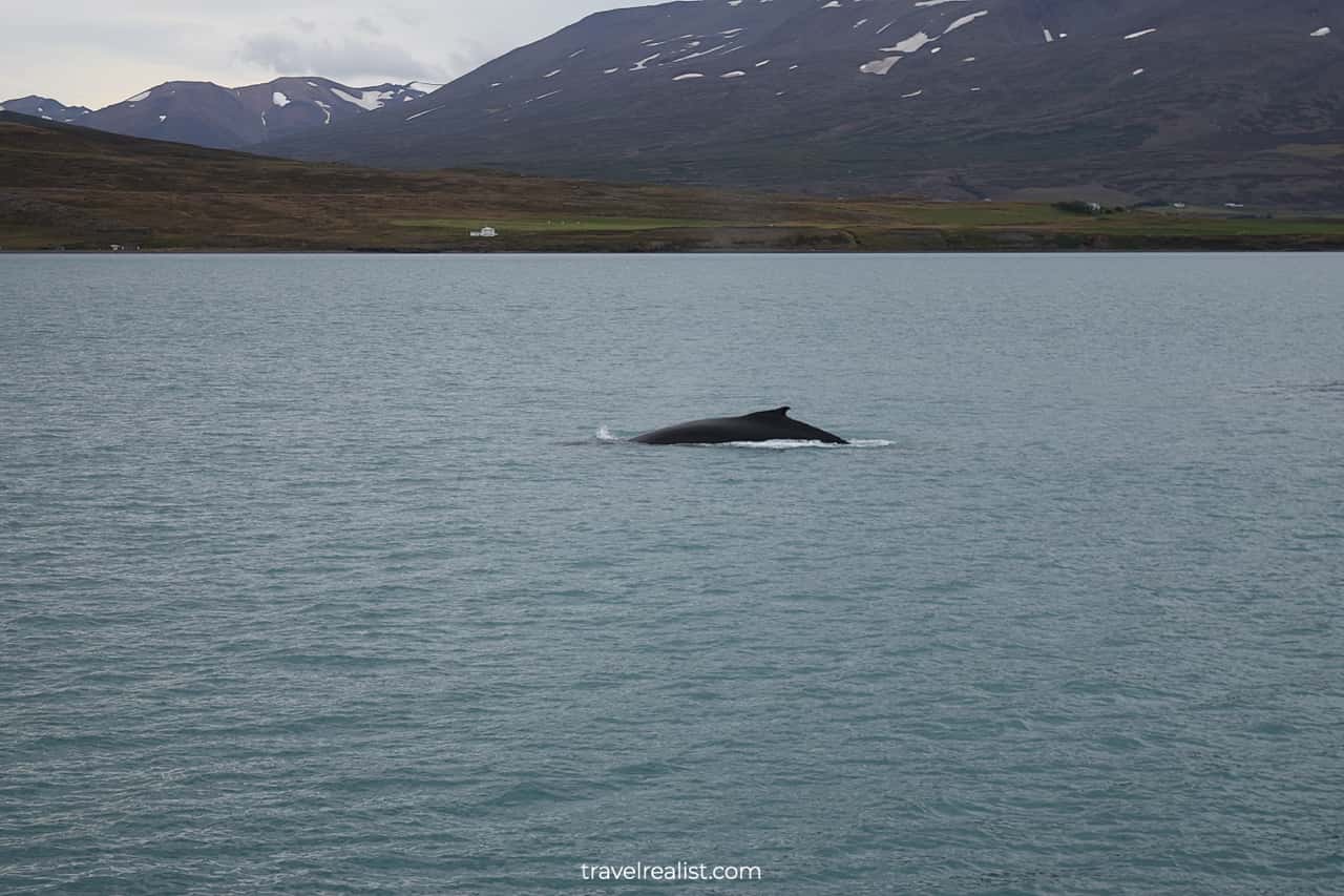 Whale about to dive on Whale Watching Iceland tour in Akureyri