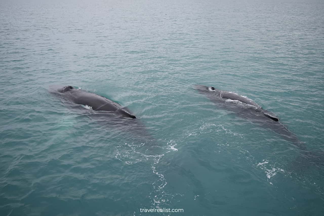 Two humpback whales on Whale Watching Iceland tour in Akureyri