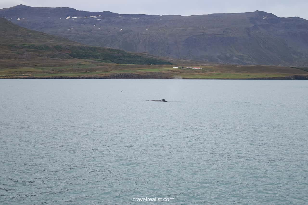 Distant view of whale on Whale Watching Iceland tour in Akureyri