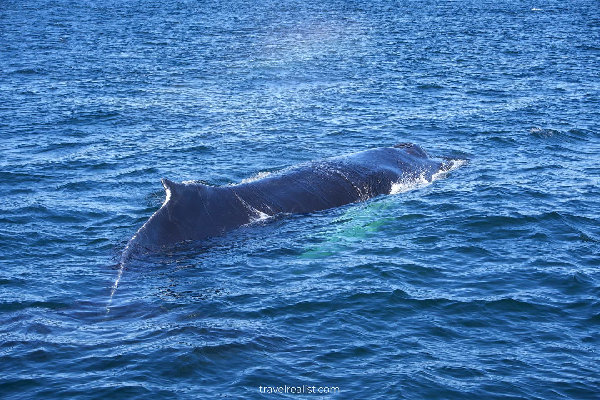 Humpback whale on Boston Whale Watching trip in Massachusetts, US