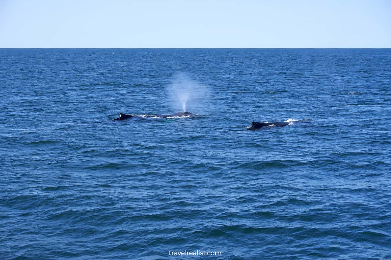 Humpback whale spouting on Boston Whale Watching trip in Massachusetts, US