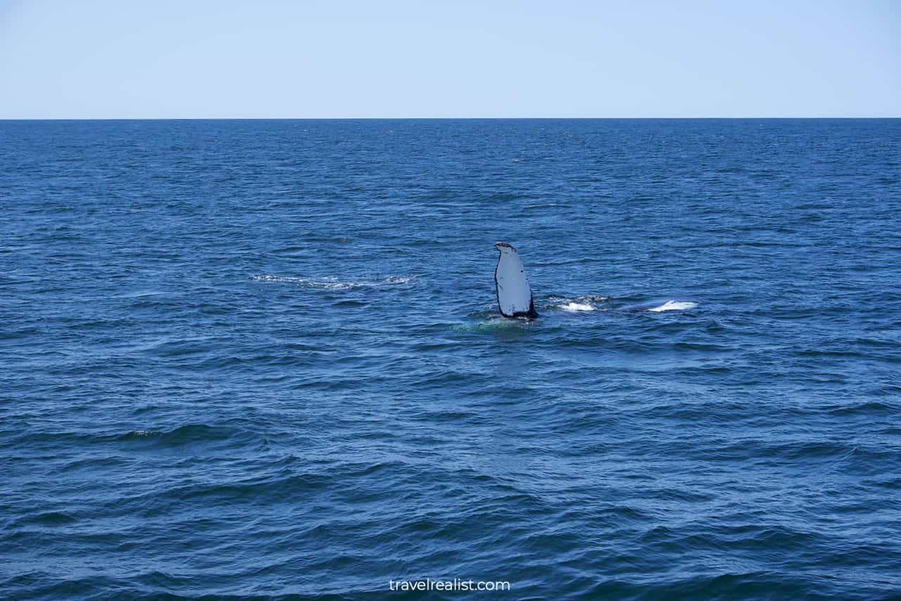 Whale flipper on Boston Whale Watching trip in Massachusetts, US