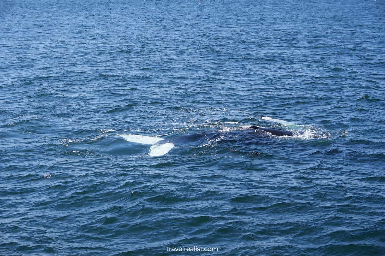 Whale fluke underwater on Boston Whale Watching trip in Massachusetts, US