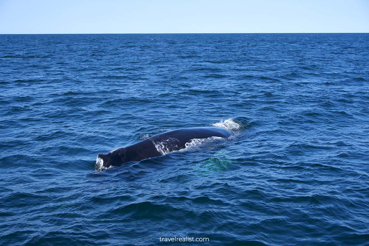 Whale just surfaced on Boston Whale Watching trip in Massachusetts, US