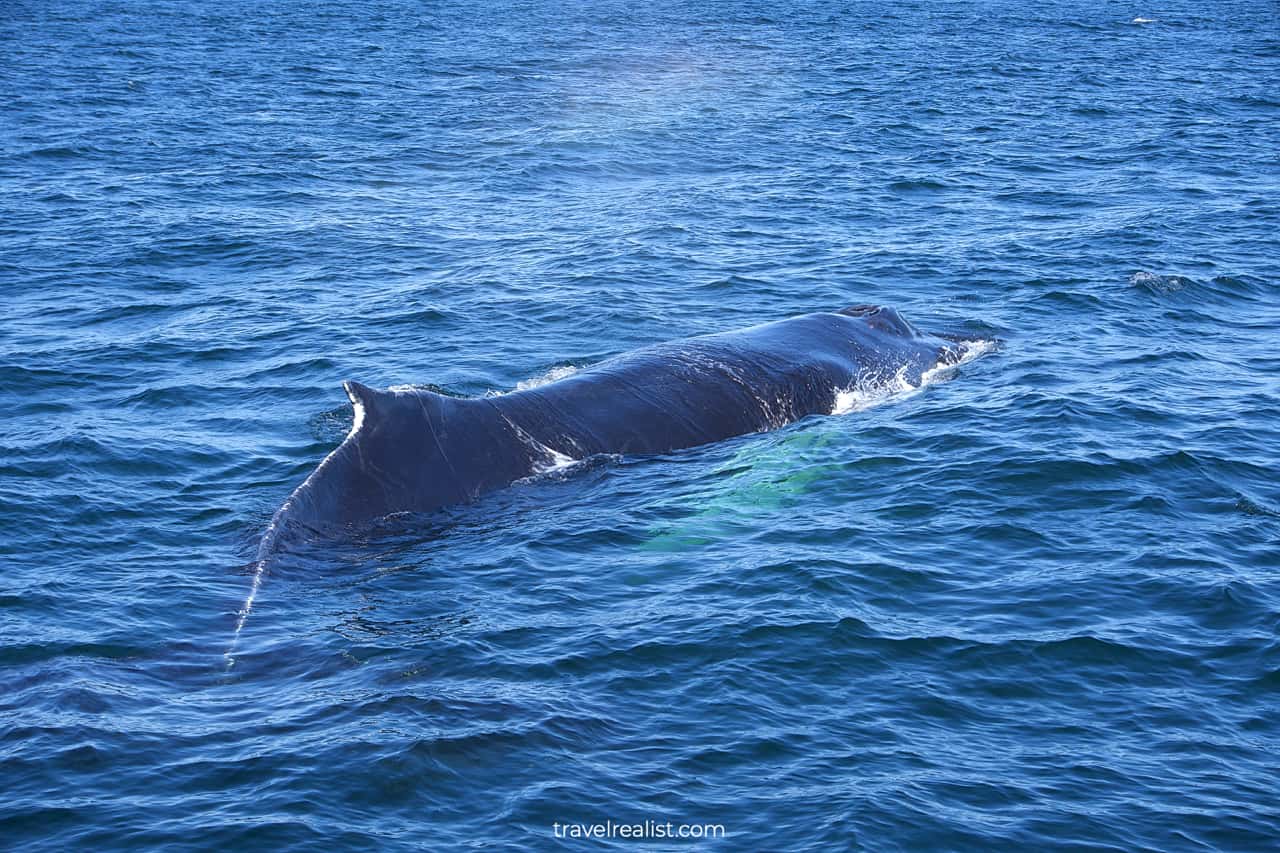 Humpback whale on Boston Whale Watching trip in Massachusetts, US