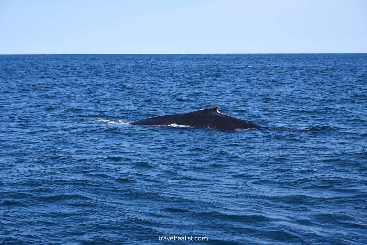 Boston: The Easiest Whale Watching Tour - Travel Realist