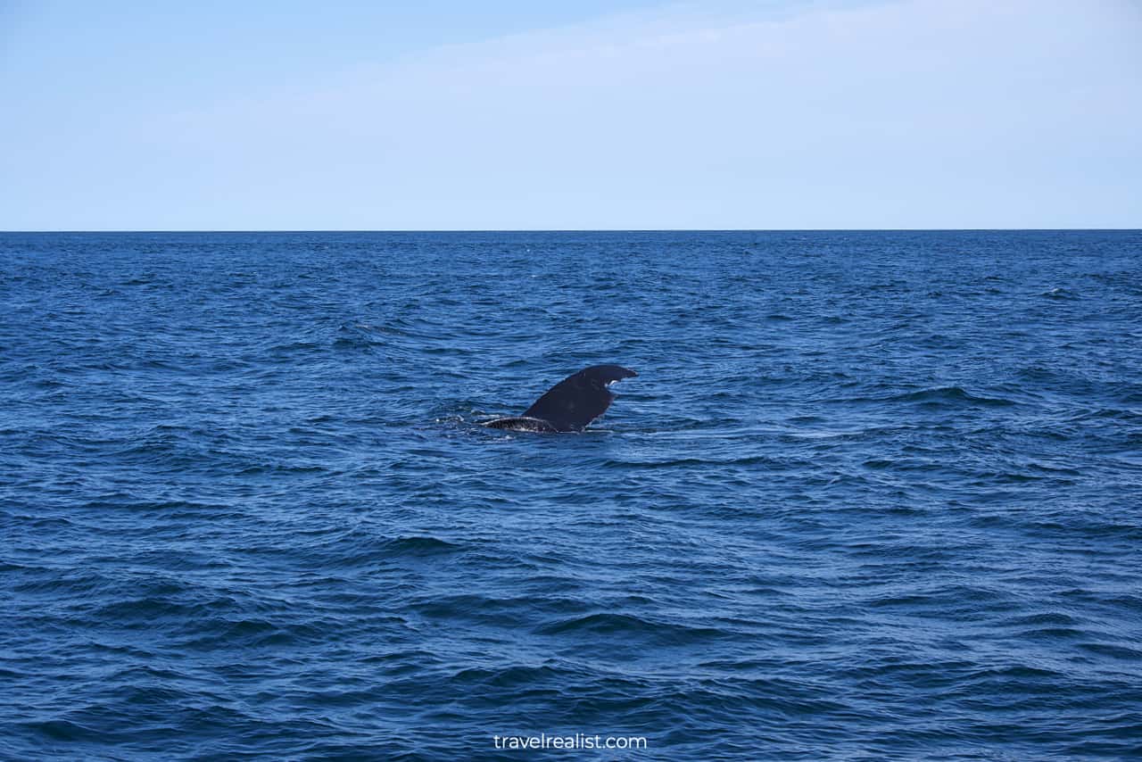 Whale showing flipper on Boston Whale Watching trip in Massachusetts, US