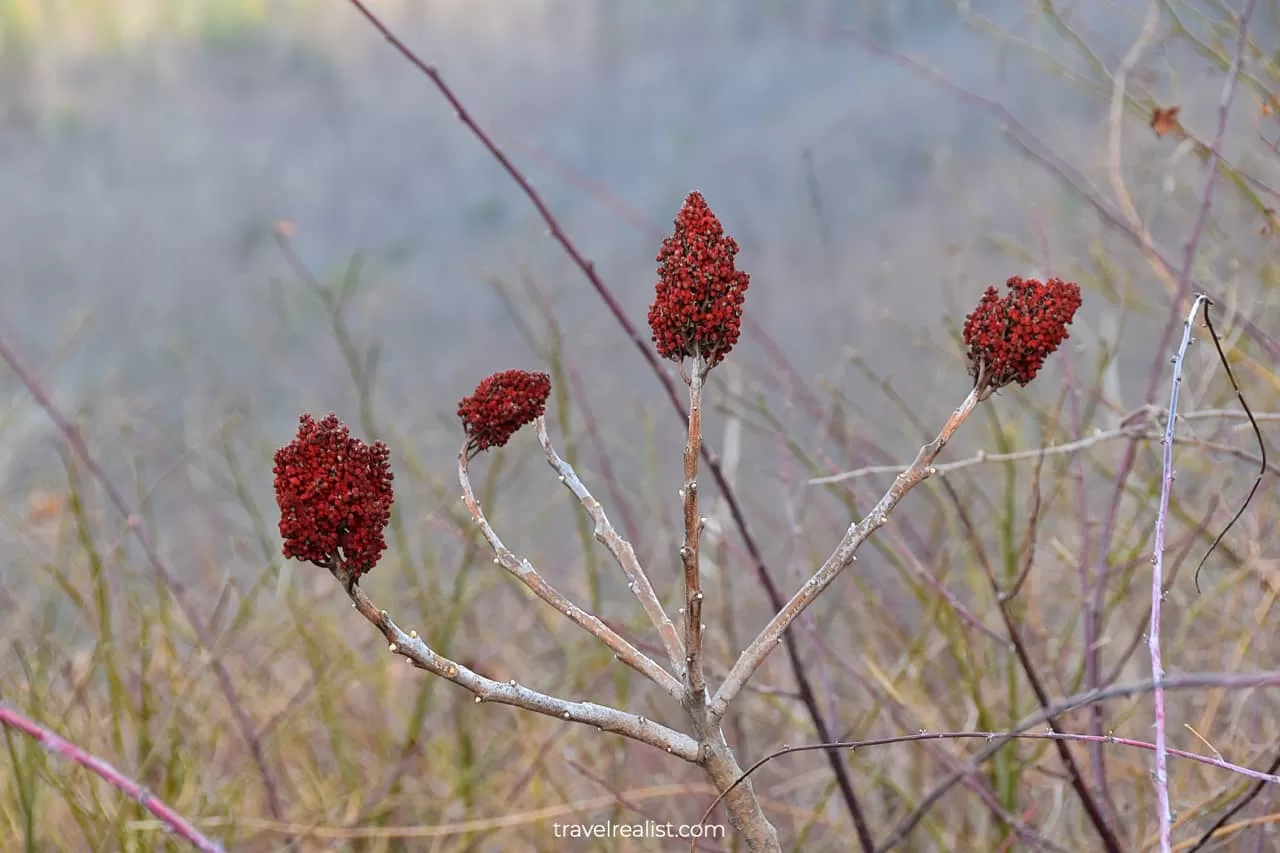 Plants in Shenandoah National Park, Virginia, US