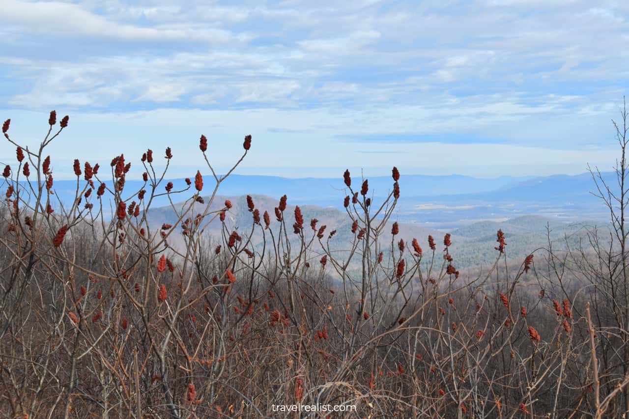 Trees at Eaten Hollow Overlook in Shenandoah National Park, Virginia, US