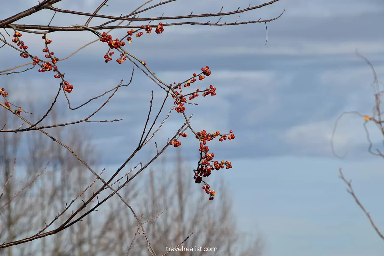 Tree and berries at Eaten Hollow Overlook in Shenandoah National Park, Virginia, US