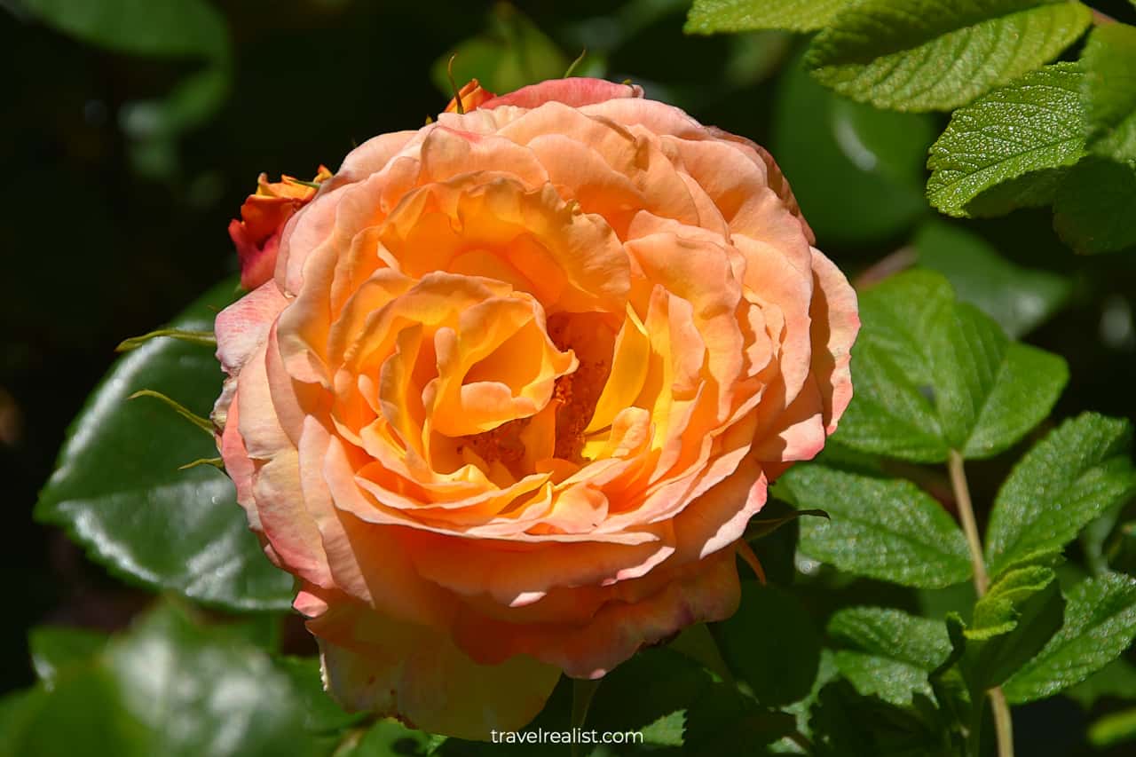 Orange rose near Meeker Mansion in Puyallup, Washington, US