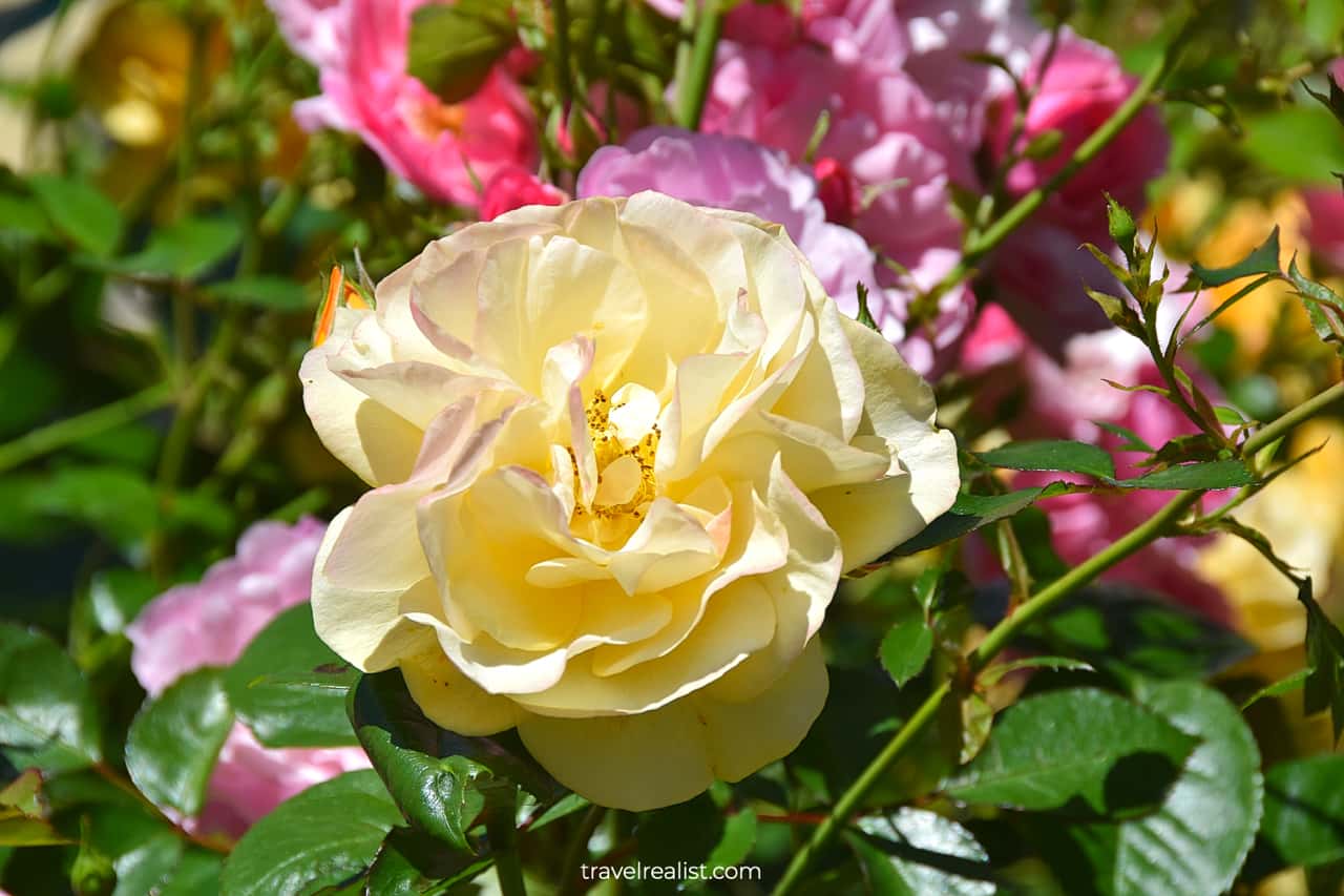 Yellow rose near Meeker Mansion in Puyallup, Washington, US