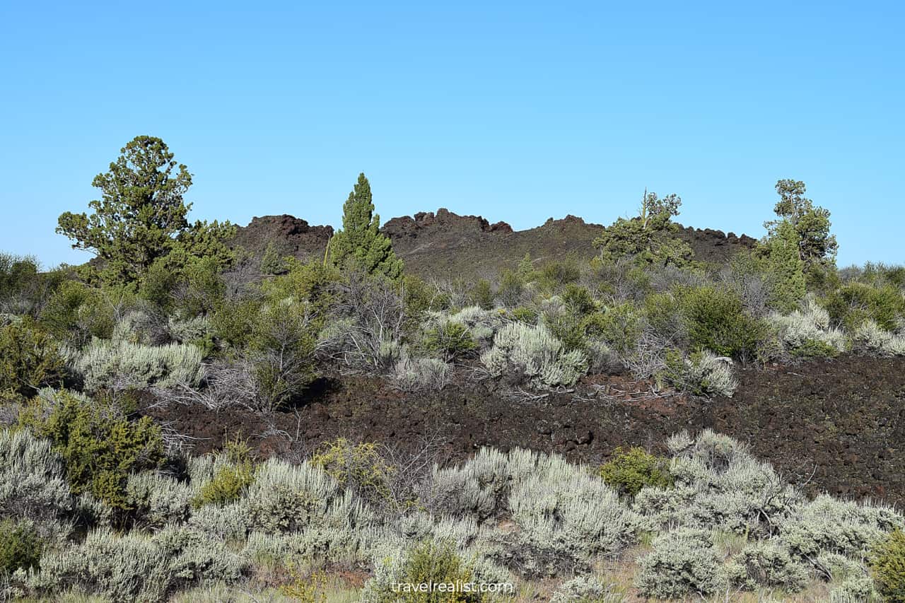 Trees growing on lava in Lava Beds National Monument, California, US