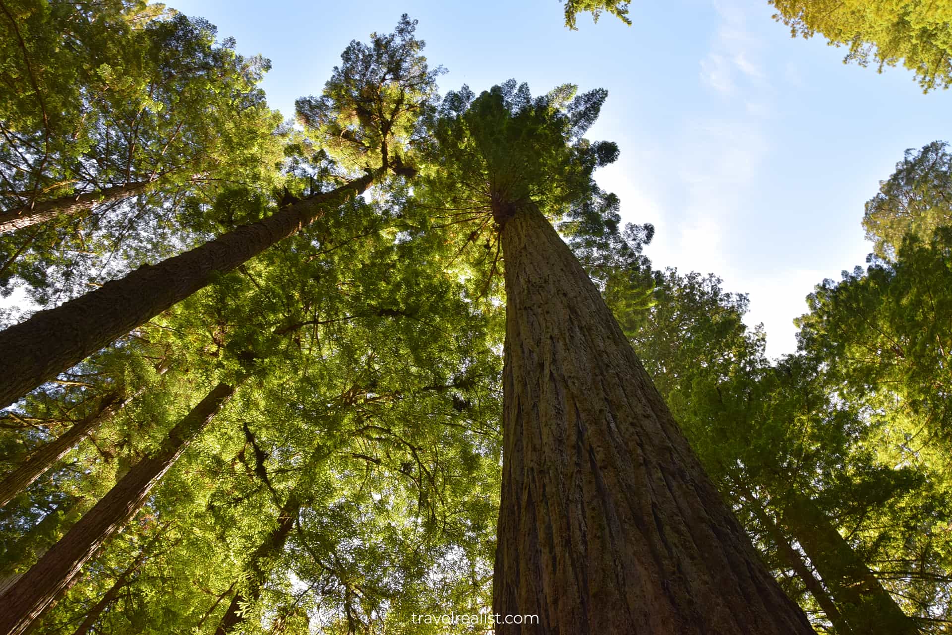 Walking between Redwoods in Redwood National Park, California, US