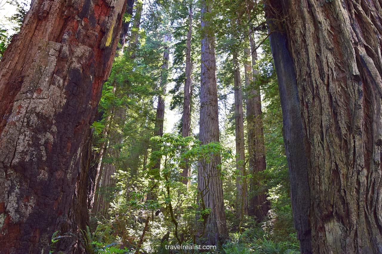 Redwoods in Jedediah Smith Redwoods State Park, California, US