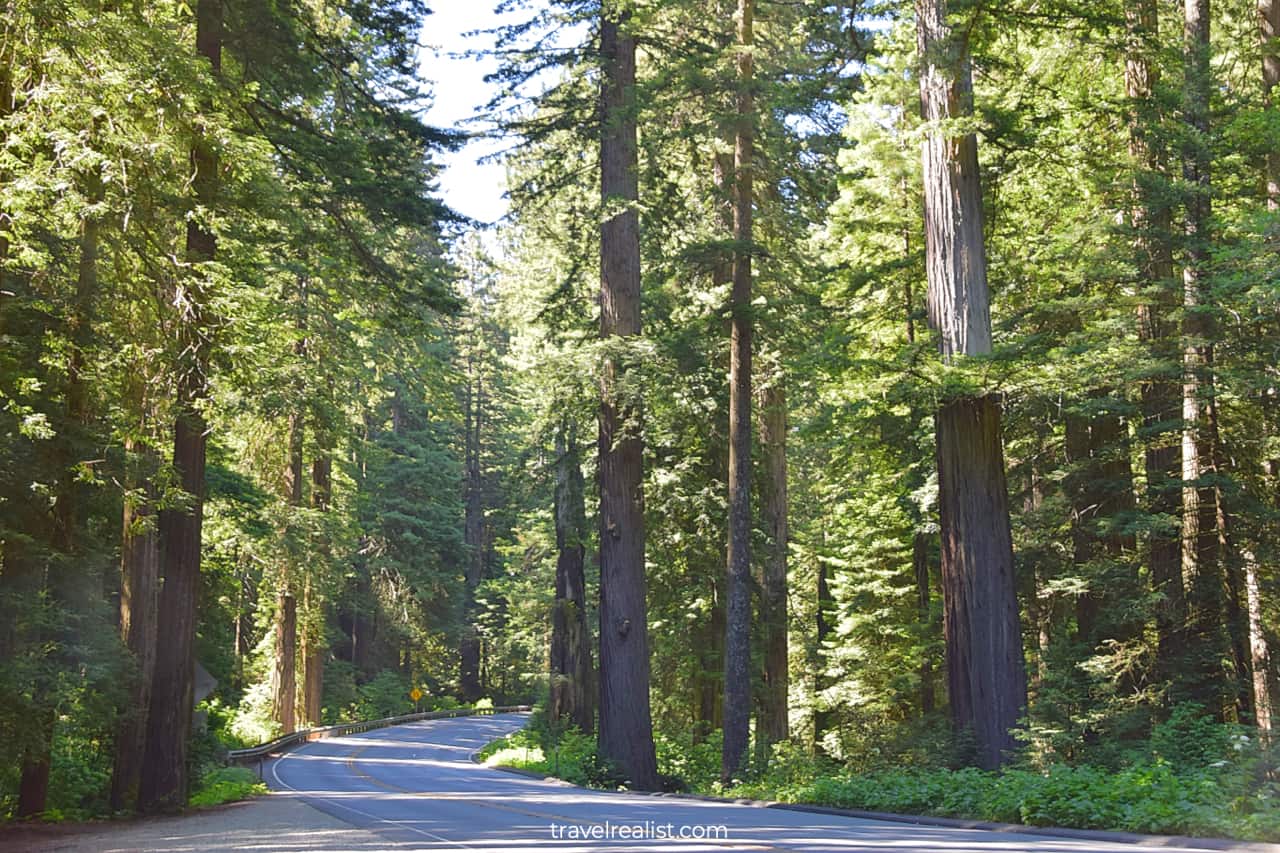 Redwood Scenic Parkway in Redwood National and State Parks in California, US