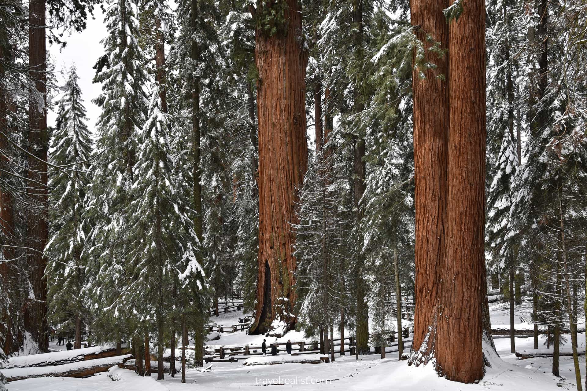 General Sherman Tree in Sequoia National Park, California, US
