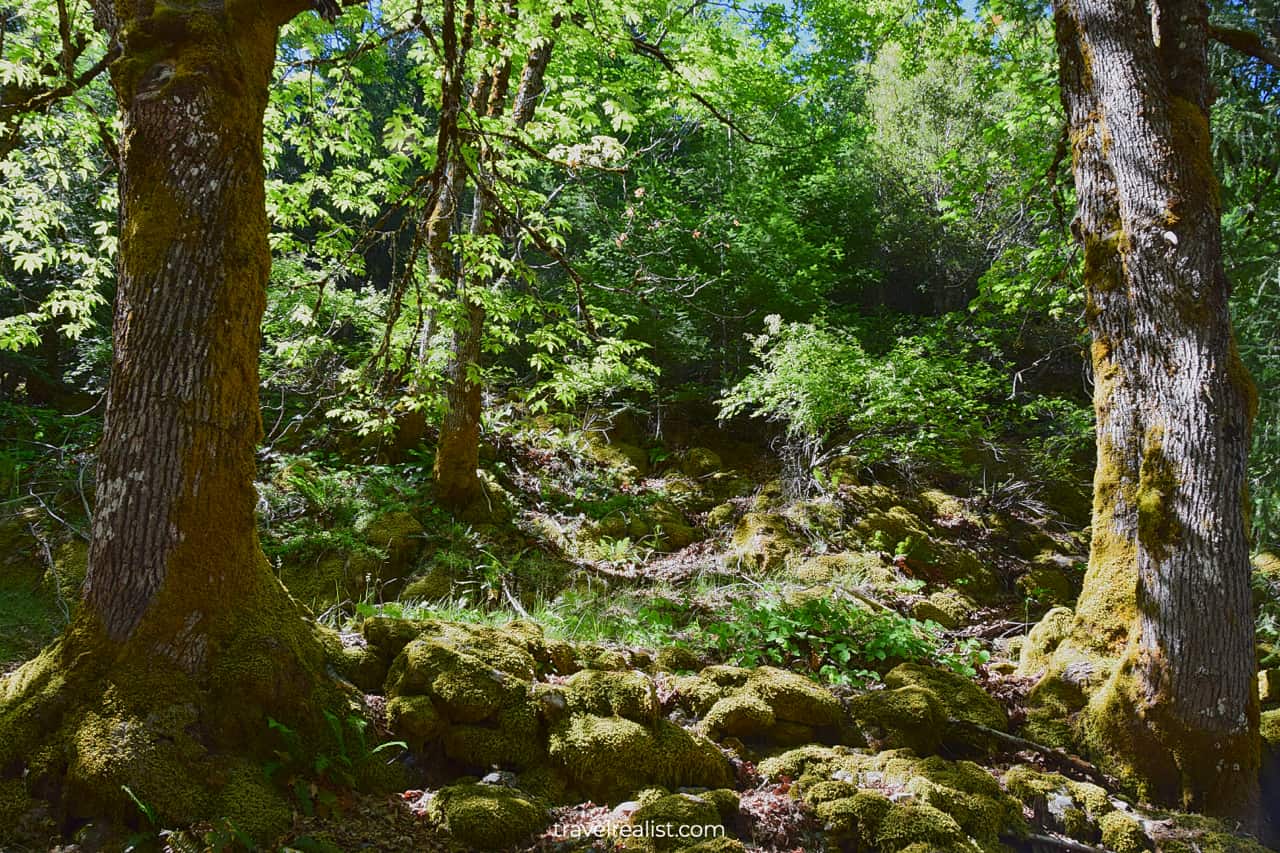 Moss on trees in Oregon Caves National Monument, Oregon, US