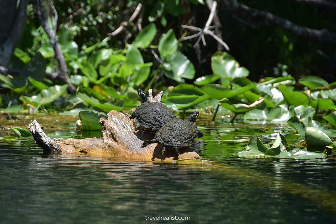 Two turtles on a log in Silver Springs State Park, Florida, US
