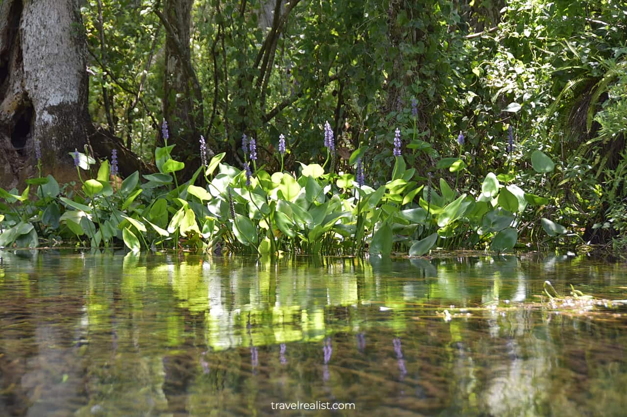 Blooming water flowers reflecting in river in Silver Springs State Park, Florida, US