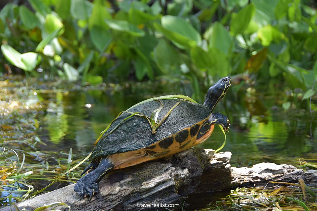 Turtle resting under sun in Silver Springs State Park, Florida, US