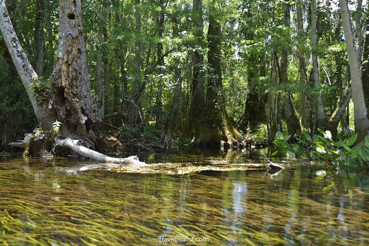 Logs and algae in Silver Springs State Park, Florida, US