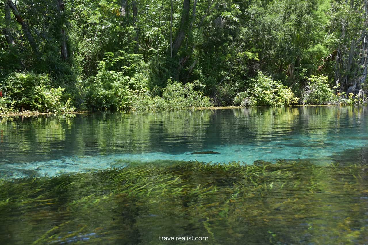 Clean blue waters of Silver River in Silver Springs State Park, Florida, US