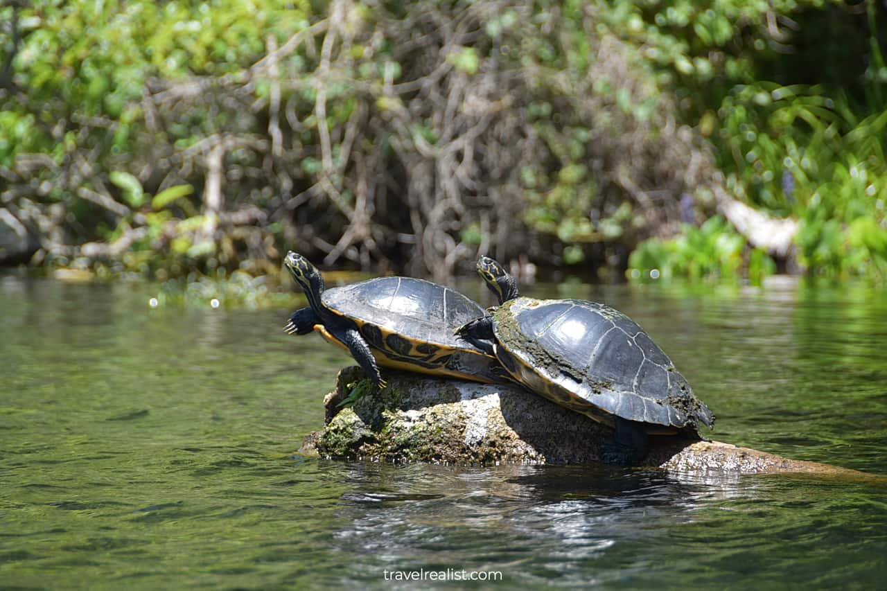 Turtles in Silver River in Silver Springs State Park, Florida, US