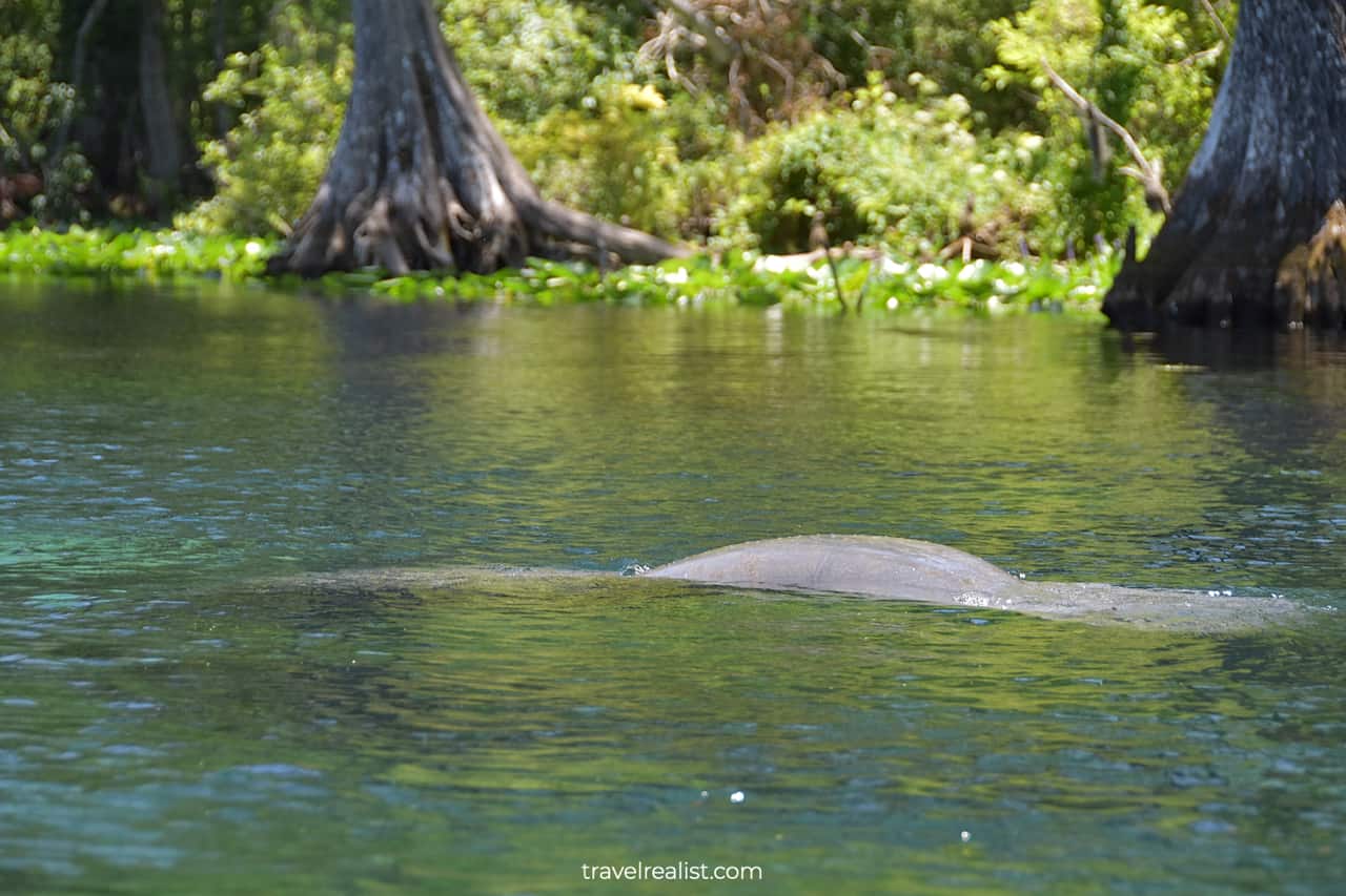 Diving manatee in Silver Springs State Park, Florida, US