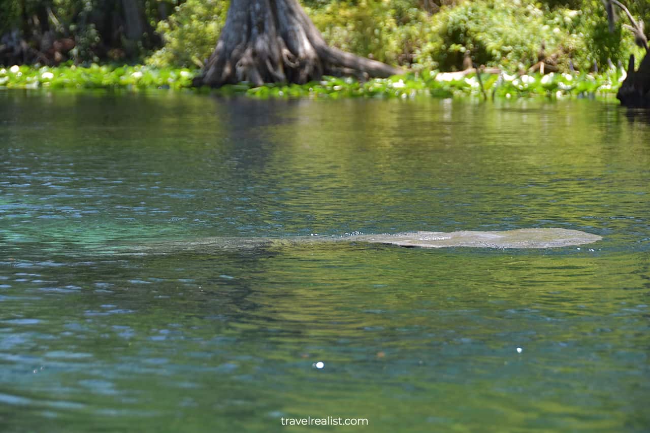 Manatee tail in Silver Springs State Park, Florida, US