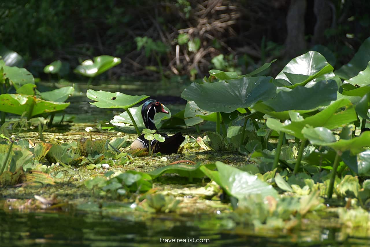 Wood duck in water lilies in Silver Springs State Park, Florida, US