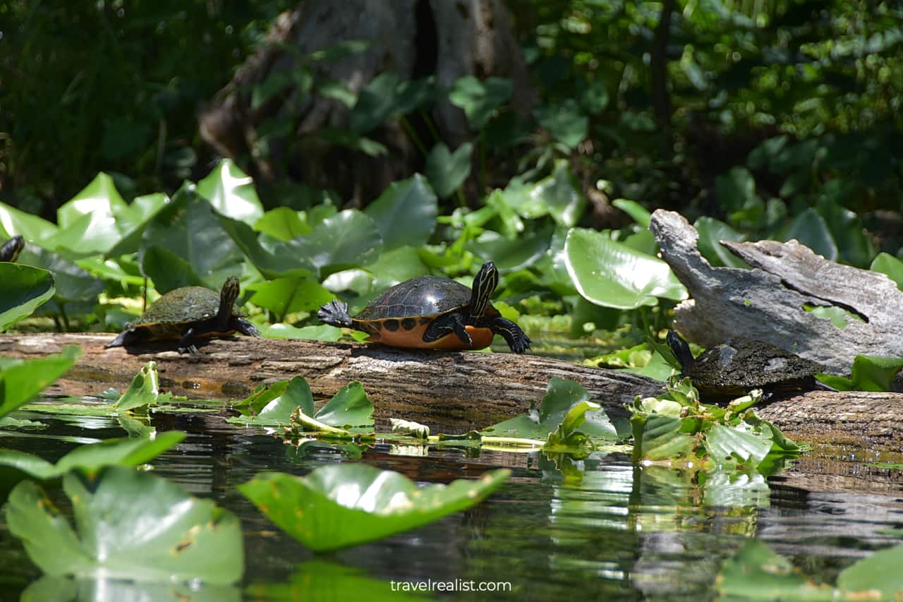 Turtles stretching and exercising in Silver Springs State Park, Florida, US