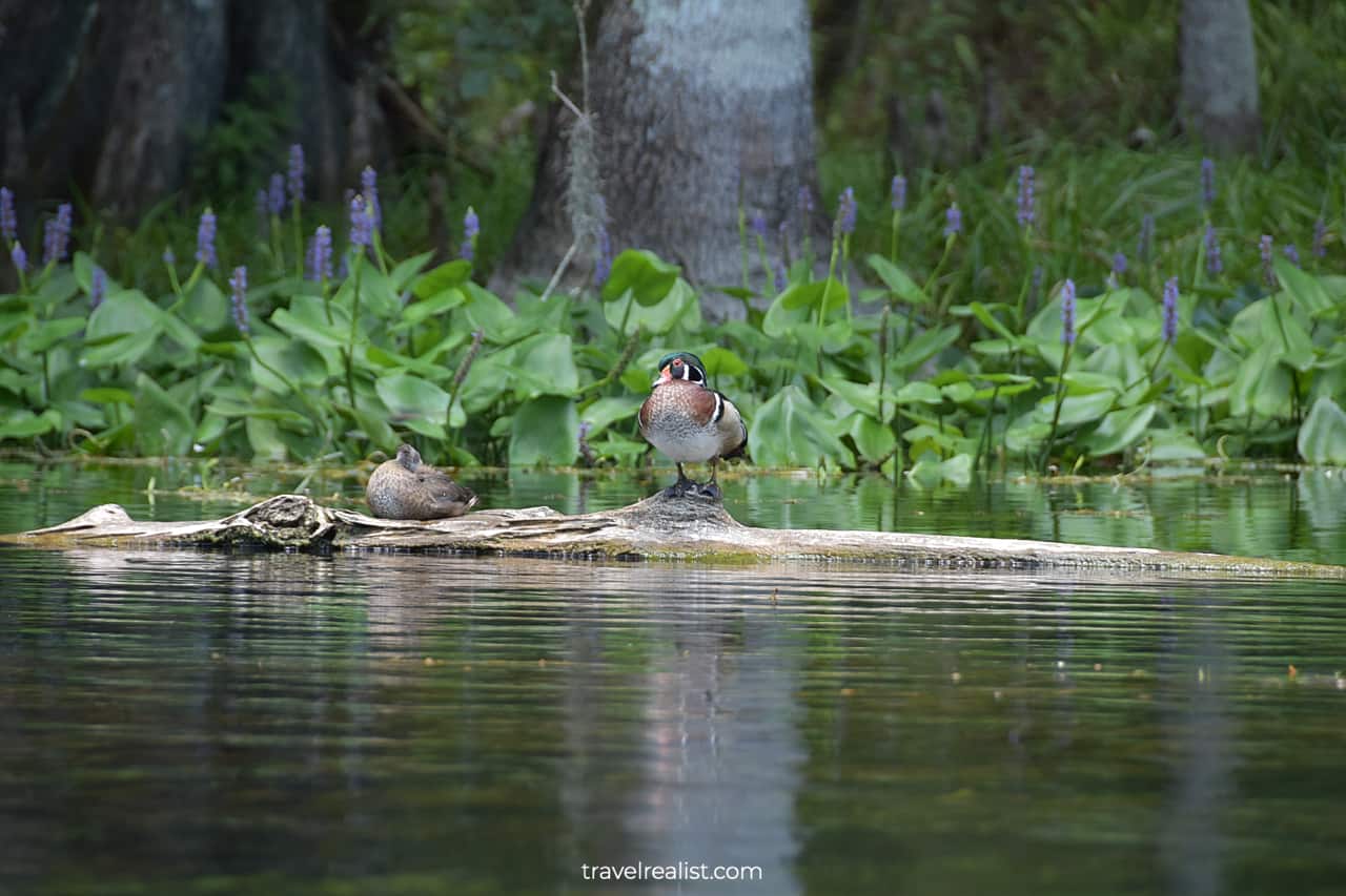 Duck and mallard in Silver Springs State Park, Florida, US