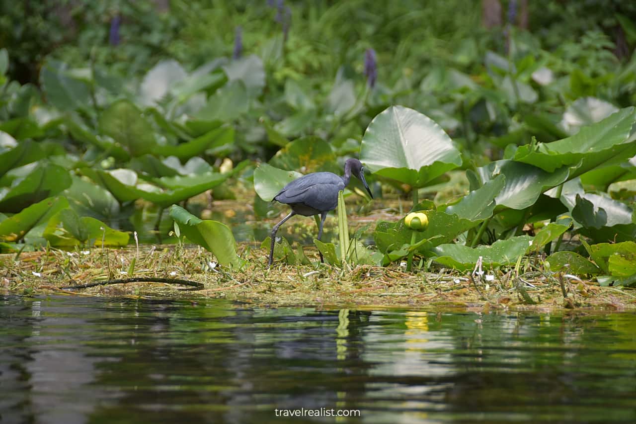 Little blue heron in Silver Springs State Park, Florida, US