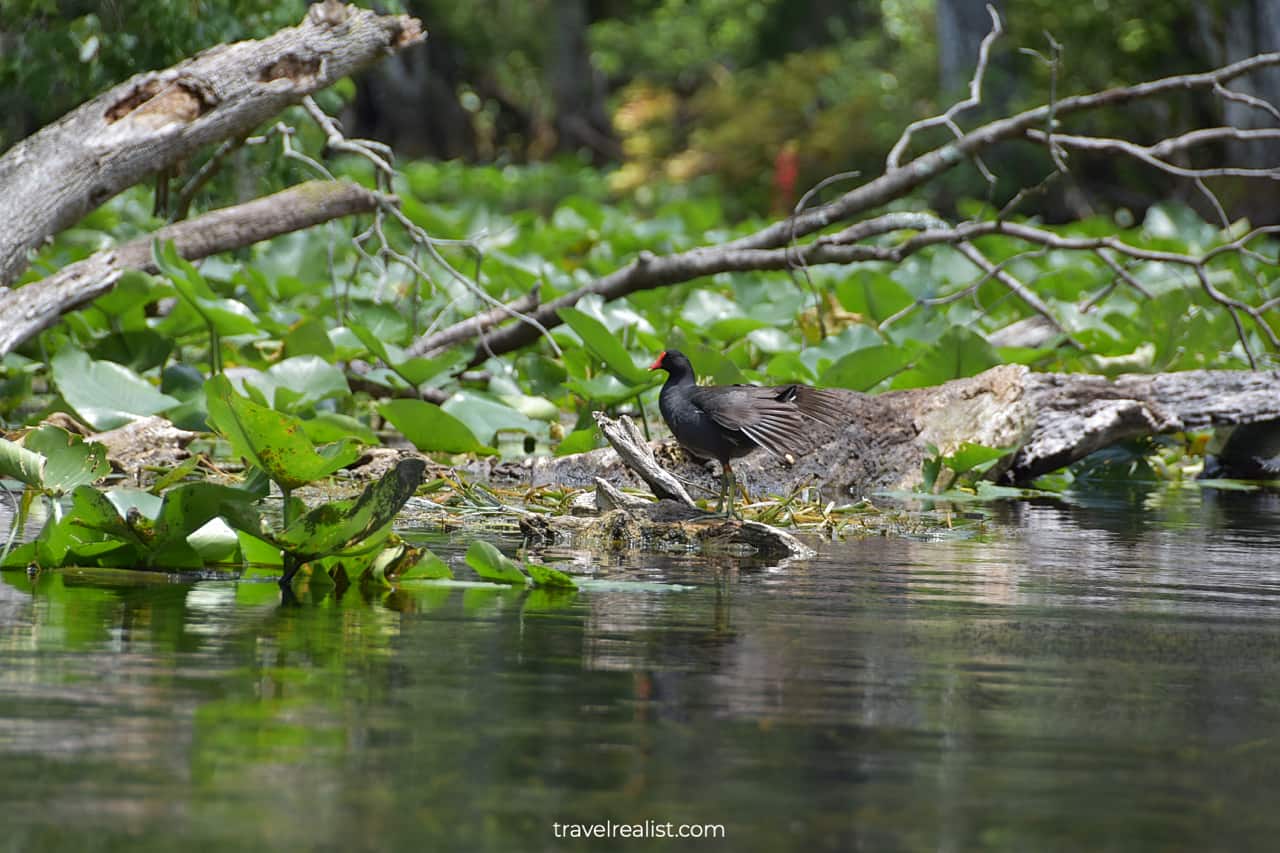 Common gallinule in Silver Springs State Park, Florida, US