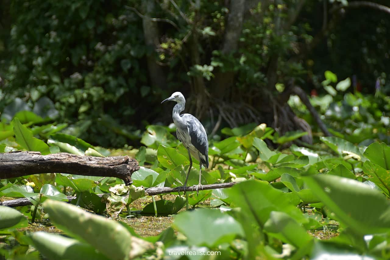Light little blue heron in Silver Springs State Park, Florida, US