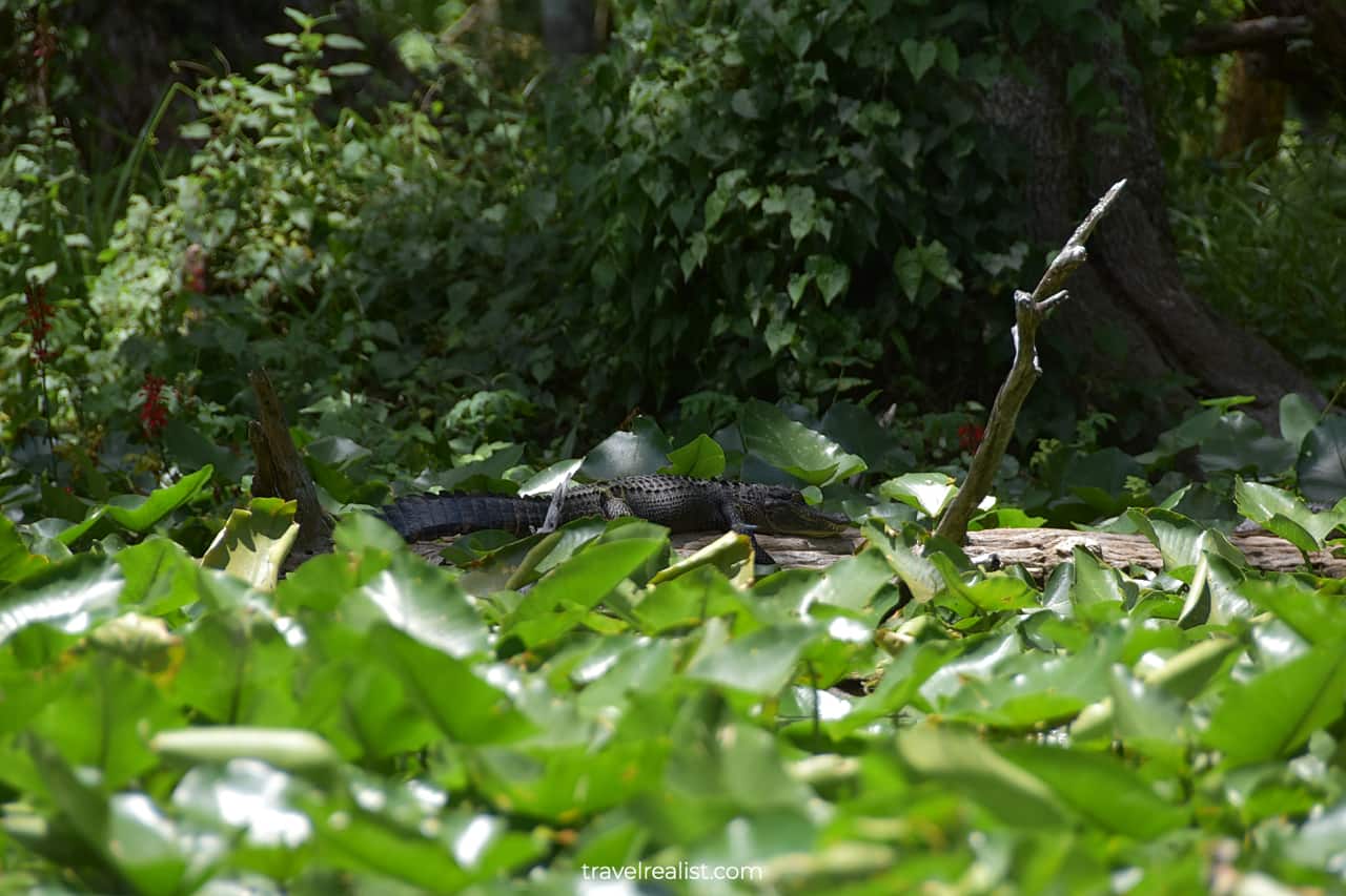 Alligator resting on log in Silver Springs State Park, Florida, US
